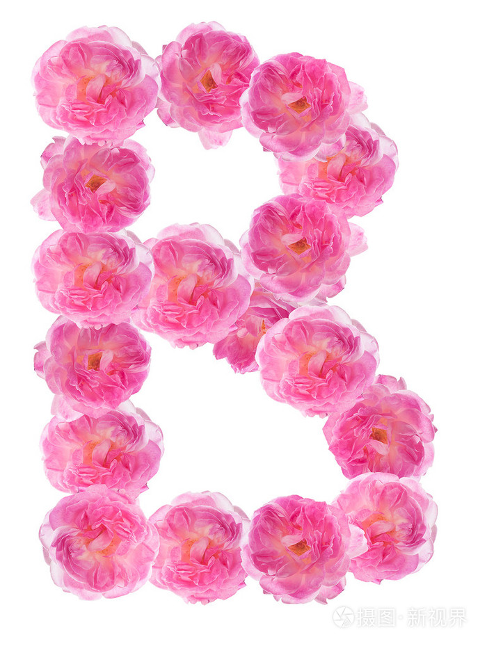 字母表中的字母 b 做的粉红玫瑰。隔离