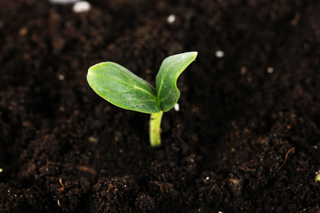 茁壮成长芽苗图片