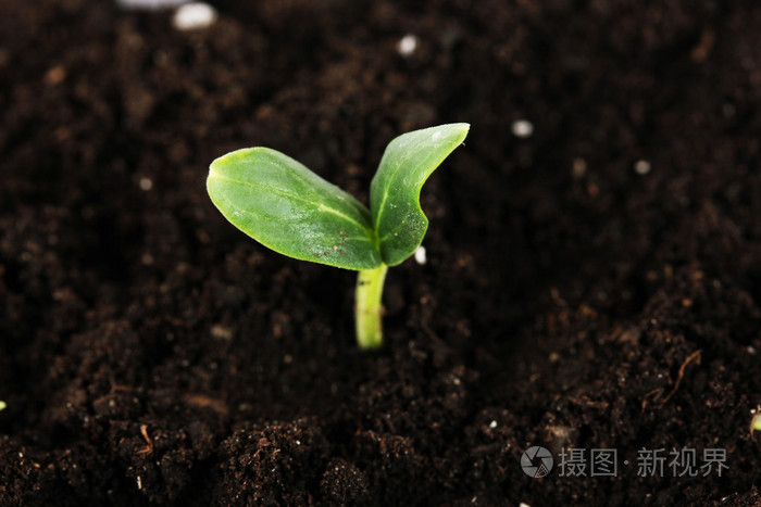 绿色幼苗生长从土壤关闭-u照片-正版商用图片1c383c-摄图新视界