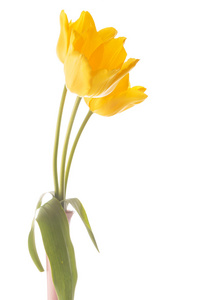 新鲜的小花束的黄色郁金香