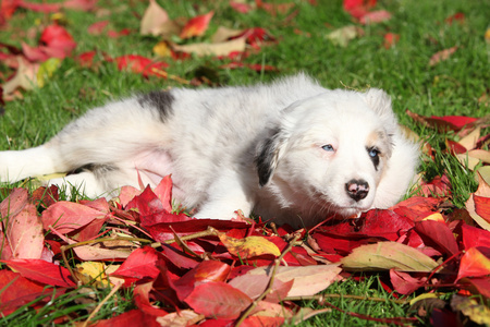 躺在红叶的好边境牧羊犬小狗