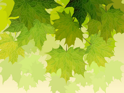 绿色的树叶与槭树的冠