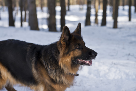 德国牧羊犬在冬天森林里