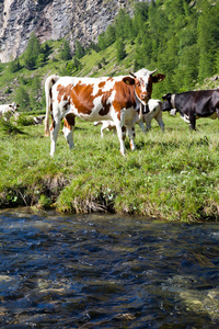牛和意大利阿尔卑斯山