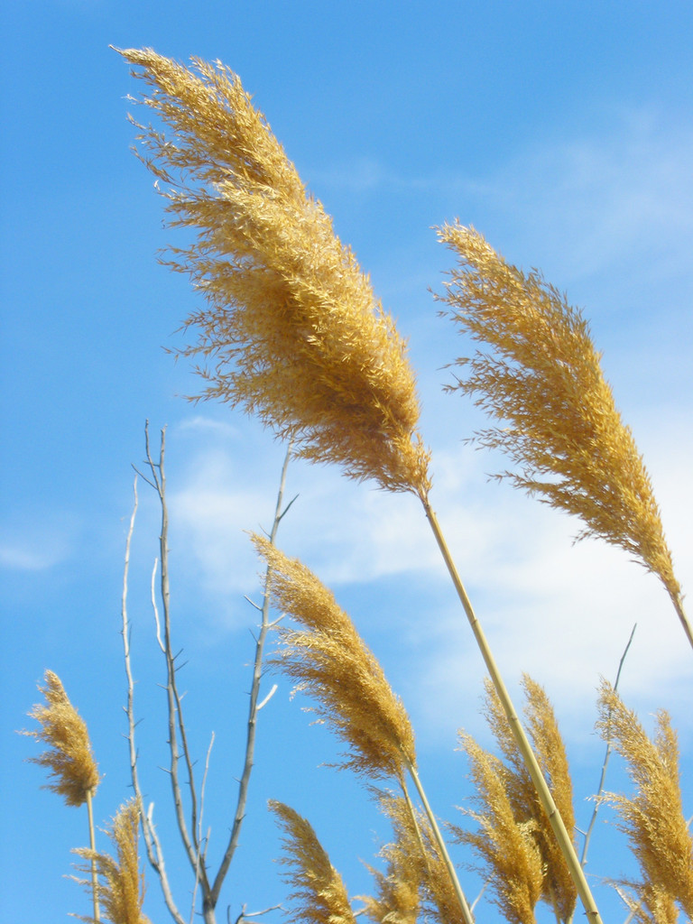 去看红树林和芦苇荡