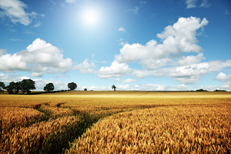 成熟的小麦字段在夏日里的一天
