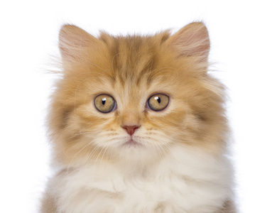 英国短毛猫咪，2 个月大，看摄像机在白色背景前的特写