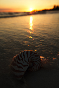 鹦鹉螺的壳在海 日出 暗光