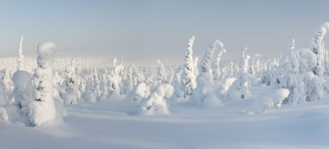 雪域森林在拉普兰，芬兰