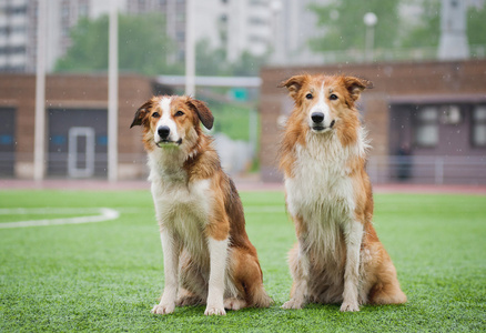 两个貂毛边境牧羊犬狗