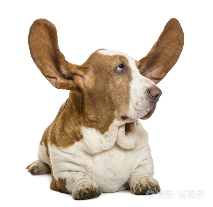 躺在用耳朵和寻找永远照顾, w 上孤立的短腿猎犬照片-正版商用图片1c