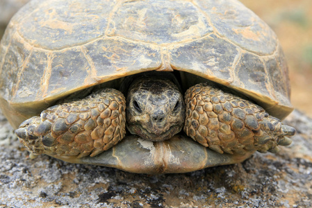 草原乌龟 (陆龟 (agrionemys) horsfieldii) 在其 natura照片