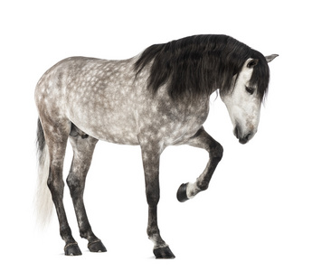 安达卢西亚提高前腿，7 岁，也称为纯西班牙马或白色背景前