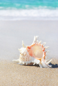 打击波沙滩上的贝壳