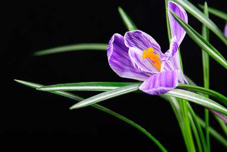 春番红花花在黑色背景上孤立