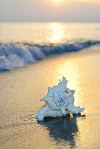 在波浪上打击日落背景沙滩贝壳