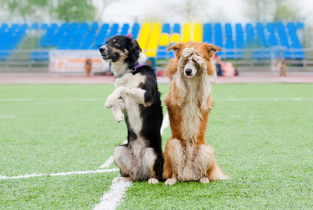 两个边境牧羊犬狗给看的魔术