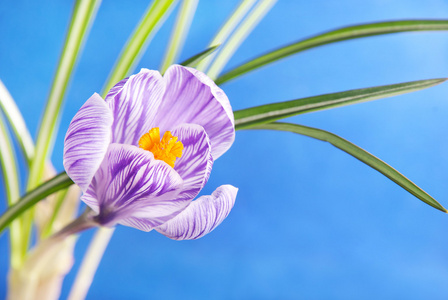 春番红花花对蓝蓝的天空