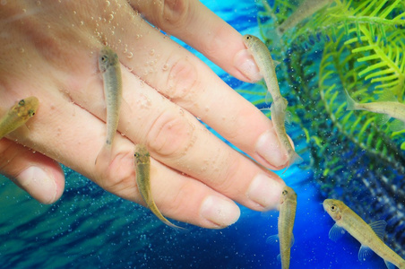 修指甲鱼水疗美容治疗图片