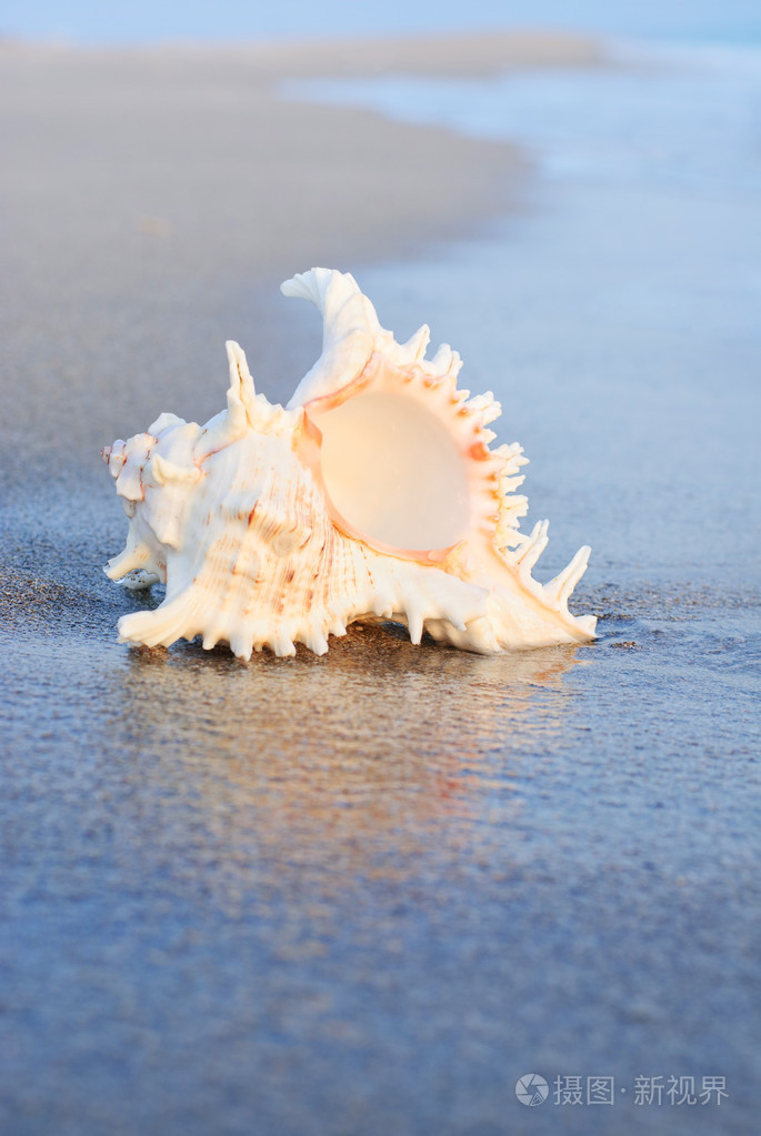 在波浪中的沙质海滩上的贝壳