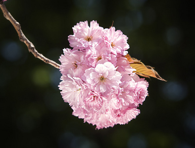 樱花。樱花支行