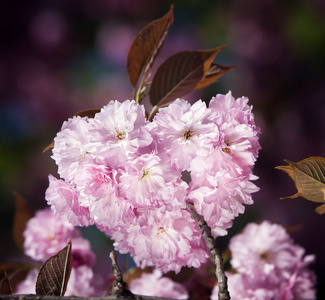 樱花。樱花支行