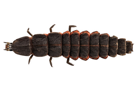 萤火虫幼虫女性物种 nyctophila reichii照片