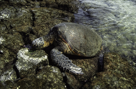 hawaiin 海龟