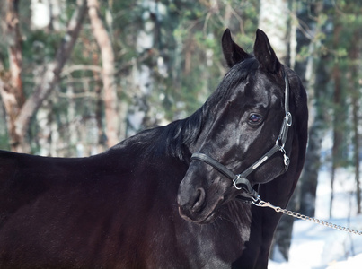 美丽的黑骏马的画像。冬季