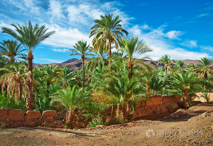 与棕榈树在沙漠里的绿洲