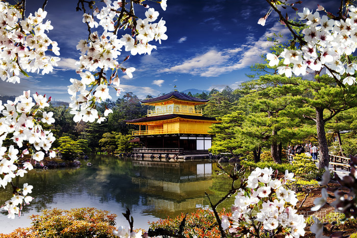 美丽樱花与黄金色寺