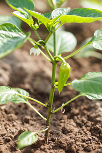 青椒种植在花园里