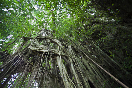 在巴厘岛，印度尼西亚，亚洲的印度教普拉 kehen 寺内大榕树