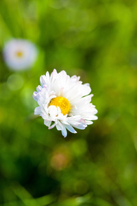 野生菊花