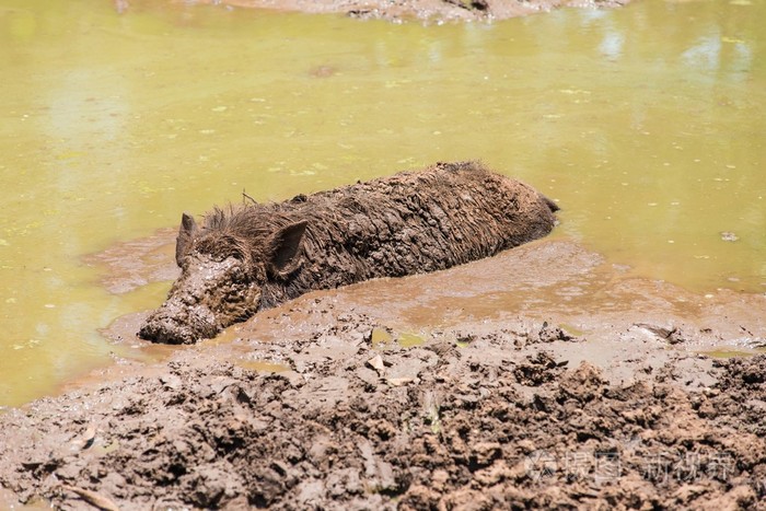 躺在泥里的大脏黑野生猪