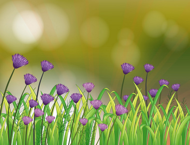 花园的紫罗兰花信纸