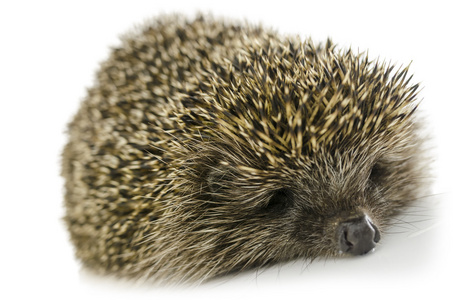 睡觉的刺猬图片