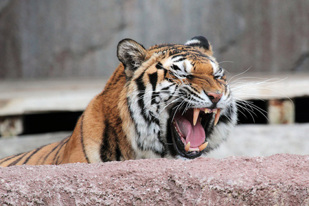 老虎显示牙齿图片