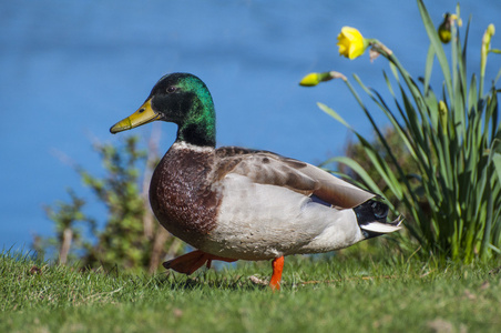 鸭鸭绿头野鸭图片