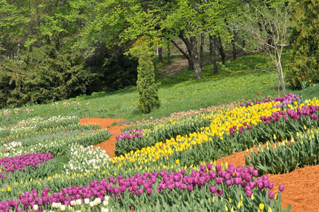 在公园里的多彩郁金香。春天风景