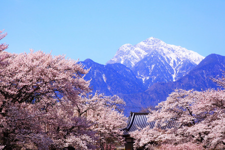 樱桃树和雪山