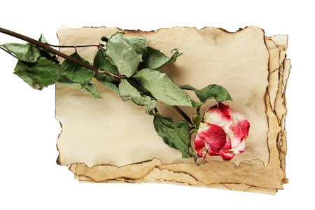 旧纸和孤立在白色的玫瑰