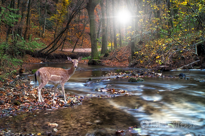 美丽的鹿在森林里与河