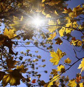 黄色秋天的树叶和湛蓝的天空