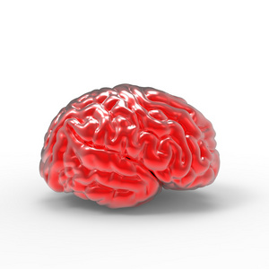 人类的大脑 3d 模型孤立