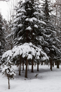 冬季森林。在雪下的树木