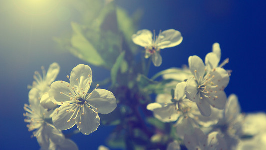 苹果树花在春天