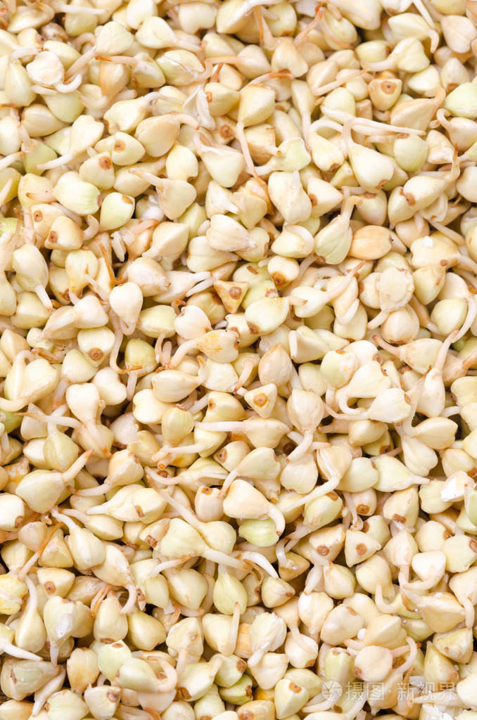 荞麦豆芽绿色背景