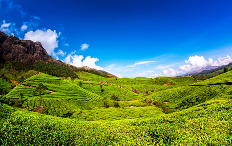 在印度的茶叶种植园