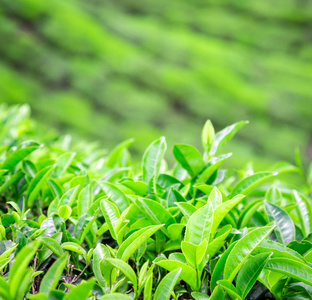 在印度的茶叶种植园